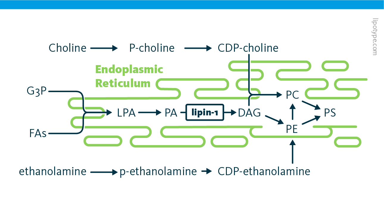 Endoplasmic Reticulum Stress Lipid Metabolism Lipotype Gmbh