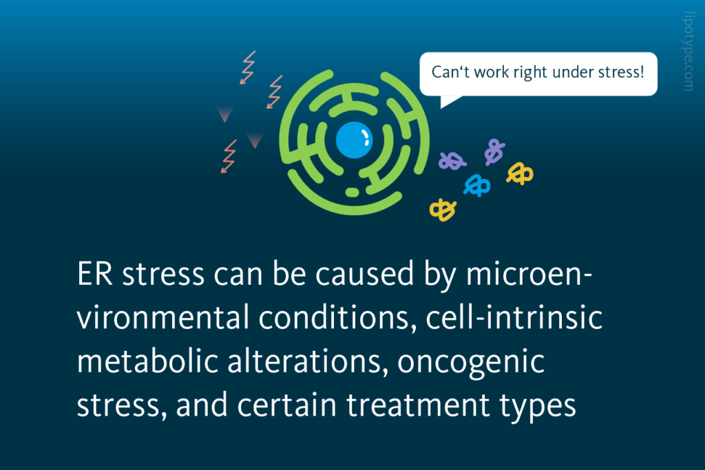 Endoplasmic Reticulum Stress Lipid Metabolism Lipotype Gmbh