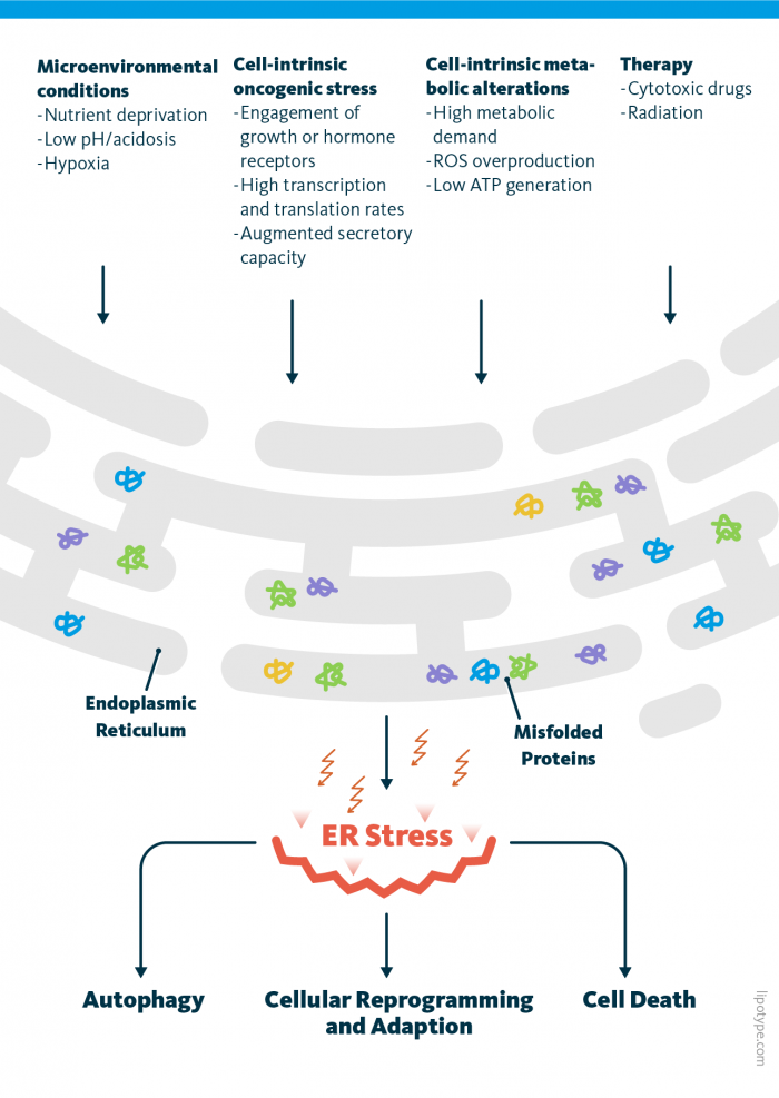 Endoplasmic Reticulum Stress Lipid Metabolism Lipotype Gmbh