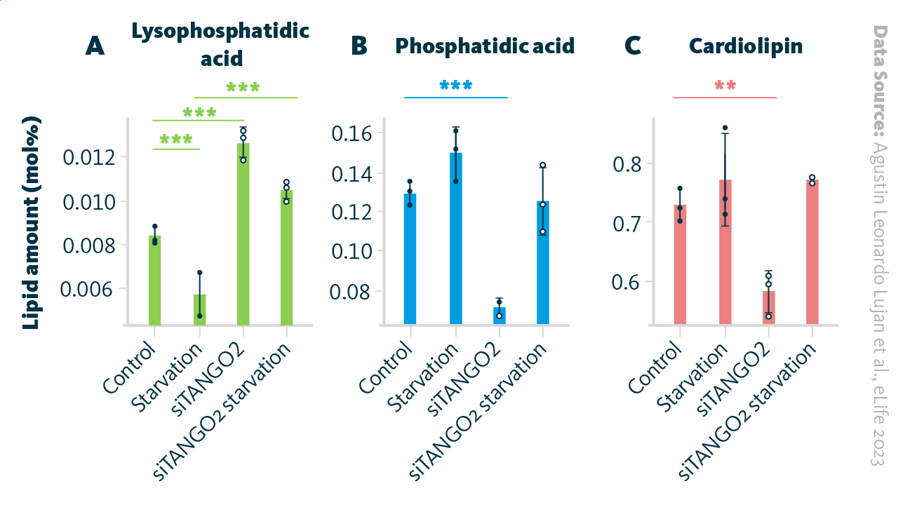 Selected lipid classes in TANGO2-depleted cells under starvation. Lipid classes (A – lysophosphatidic acid (LPA), B – phosphatidic acid (PA), C – cardiolipin (CL)). **, P ≤ 0.01; ***, P ≤ 0.001.